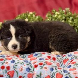 Feather - Black tri-color female Australian Shepherd puppy in California from Eagle River Aussies
