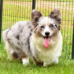 Cardigan Welsh Corgi All Grown Up from BELieve Cardigan Welsh Corgis