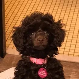 Poodle Puppies from Always Best Kennels, Inc