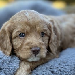 Beagle, Cavalier King Charles Spaniel, and Cavapoo Puppies from Beagles and Beyond, LLC