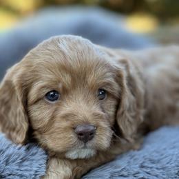 Beagle, Cavalier King Charles Spaniel, and Cavapoo Puppies from Beagles and Beyond, LLC