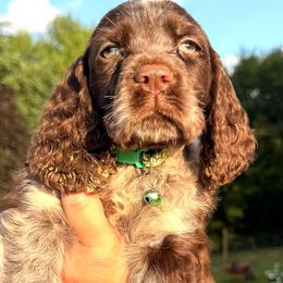Shale - Liver white and roan male English Springer Spaniel puppy in Bay City, Wisconsin from Springer Hills Farm