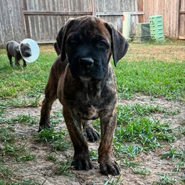 Odin Jr. aka OJ - Chestnut brindle male Cane Corso puppy in Sienna, Texas from Robinson Elite Corsos