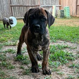 Odin Jr. aka OJ - Chestnut brindle male Cane Corso puppy in Sienna, Texas from Robinson Elite Corsos