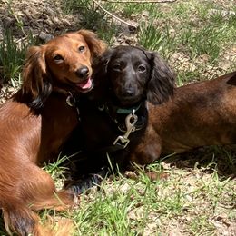 Dachshunds from Adorable Mini Dachshund Breeder