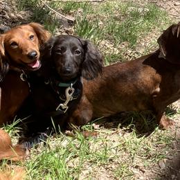 Dachshunds from Adorable Mini Dachshund Breeder