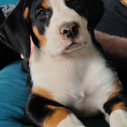 Greater Swiss Mountain Dog Puppies from Hoberg's GSMD