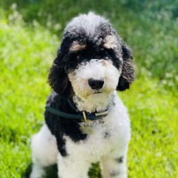 Jackcy - Poodle