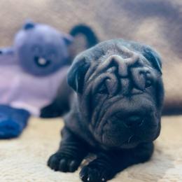 Grace - Black sable female Chinese Shar-Pei puppy in China, Michigan from Blackwitch Farms