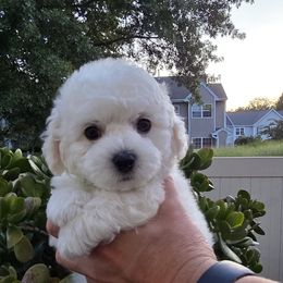 Green - White male Bichon Frise puppy in Freehold, New Jersey from Michael & Nataliya's Pups