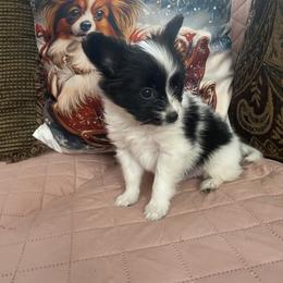 Puppy  puppy 1 - White and black male Papillon puppy in Derry, New Hampshire from A Circle Of Love Papillons