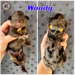 Woody - Blue merle male Bernedoodle puppy in Banner Elk, North Carolina from Walnut Tree Bernedoodles