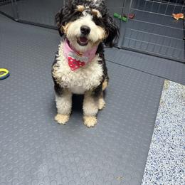 Lucy - Bernedoodle