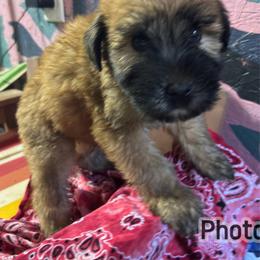 Alvin - Wheaten male Soft Coated Wheaten Terrier puppy in Gladewater, Texas from Felicias Swheaties