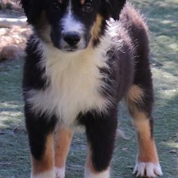 Brief - Black tri Miniature American Shepherd puppy in Maryland from Atomic Minis