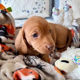 Big Red - Red male Dachshund puppy in Homedale, Idaho from Darlenea Engan