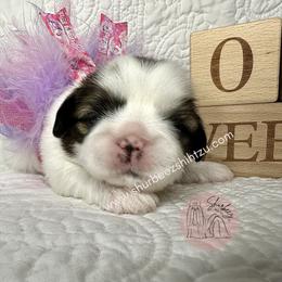 Shih Tzu Puppies from Shurbeez Shih Tzu