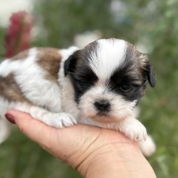 Zoya - Tricolor female Shih Tzu puppy in Weeki Wachee, Florida from Svitlana Geist