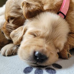 Goldendoodle and Golden Retriever Puppies from A Golden Summer