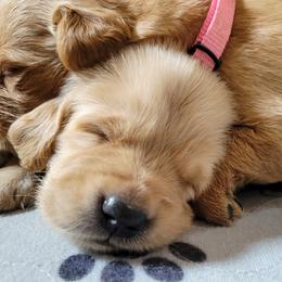 Goldendoodle and Golden Retriever Puppies from A Golden Summer
