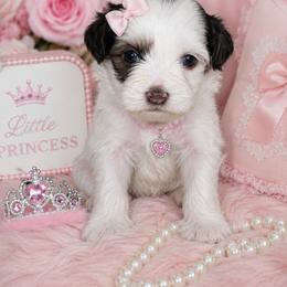 Coral - Liver and white female Shihpoo puppy in Hertford, North Carolina from Heaven Sent Shihpoo's