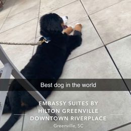Bernese Mountain Dog Puppies from Lonesome Pine Farm