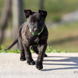 N-Lime Green Female - Black brindle female Dutch Shepherd puppy in Alum Creek, West Virginia from Stay Wild K9