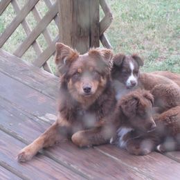 Miniature Australian Shepherd Puppies from Helm Farms Aussies