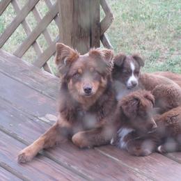 Miniature Australian Shepherd Puppies from Helm Farms Aussies