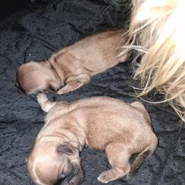 Sammy - Black gold and white male Shih Tzu puppy in Memphis, Tennessee from Lady and the Tramp