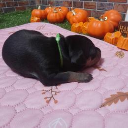 Raisin - Black and tan male Miniature Pinscher puppy in Baton Rouge, Louisiana from Pike's Pups