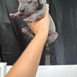 Dark blue collar - Blue male Great Dane puppy in Corsica, Pennsylvania from Ferguson Family Danes LLC
