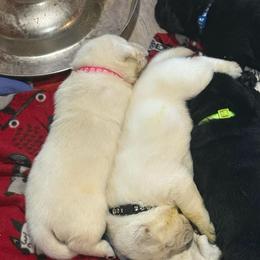 Pink - Yellow female Labrador Retriever puppy in Charleston, Maine from Puddledock Pups