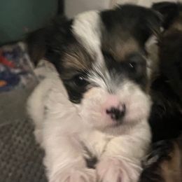 Jeremih - Parti male Yorkshire Terrier puppy in Beavercreek, Ohio from The Yorkie Den, LLC