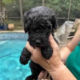 Mint Green Collar - Black male Goldendoodle puppy in Jacksonville, Florida from Southern Goldendoodles