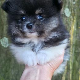 Tri boy 1 - Tri-colored male Pomeranian puppy in Carrollton, Georgia from B AND R'S POMERANIAN'S