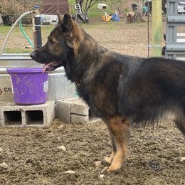 Natsu - German Shepherd