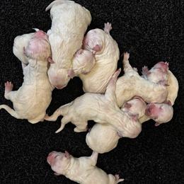 Minda Male 1 - Light golden male Golden Retriever puppy in Fort Morgan, Colorado from Golden Girls Kennels, LLC