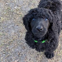 Poodle Puppies from Alue Standard Poodles