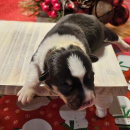 Rachel - Black and tan female Pembroke Welsh Corgi puppy in New Douglas, Illinois from Millerbaughs Country Corgis