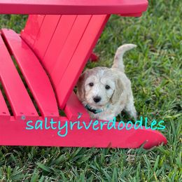 Goldendoodle Puppies from Salty River Doodles
