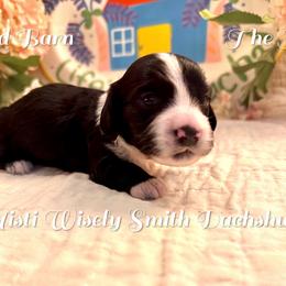 Wolfie - Black male Dachshund puppy in Hensley, Arkansas from The Dachshund Barn