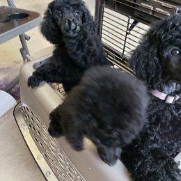 Poodle Puppies from Carol Harris's Poodles