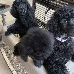 Poodle Puppies from Carol Harris's Poodles