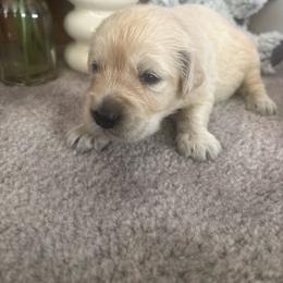 Barbie.  Daisy - Light golden female Golden Retriever puppy in Grant County, Indiana from On The Sunny Side Pavey Farms