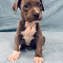 Blue boy - Blue male American Pit Bull Terrier puppy in Nine Mile Falls, Washington from Bartin Kennels