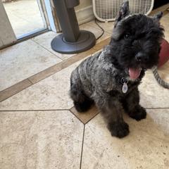 Bouvier des Flandres Puppies from Ambassador BOUVIER