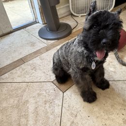 Bouvier des Flandres Puppies from Ambassador BOUVIER