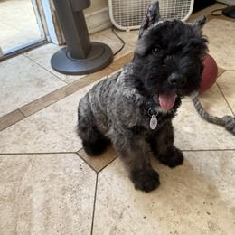 Bouvier des Flandres Puppies from Ambassador BOUVIER