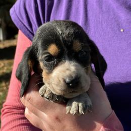 Female 2 - Black brown and white female Basset Hound puppy in Lindley, New York from Hill Top Basset Hounds & Cane Corso